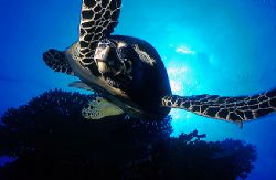 Turtle - Red Sea - Deep South Egypt
Nikonos V - 20mm lens by Eduardo Lima 